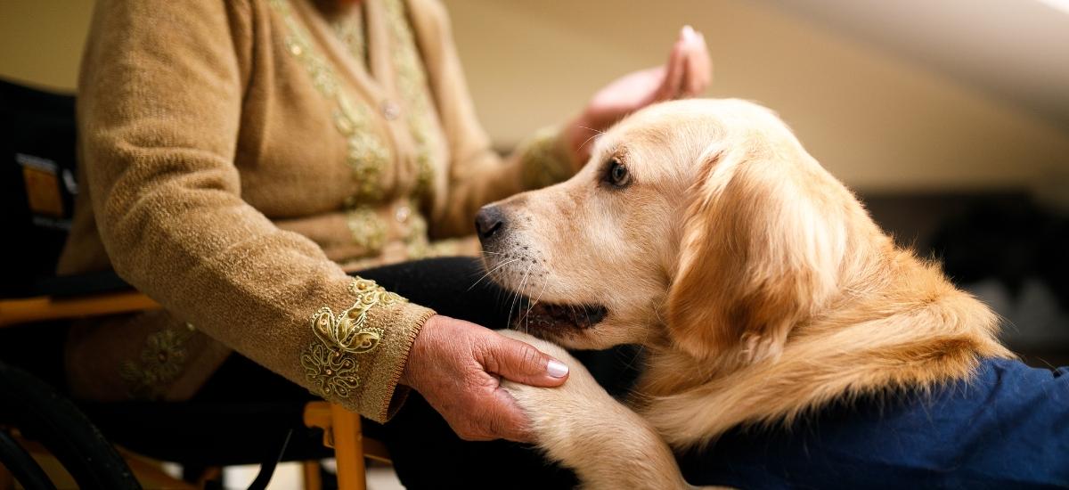 xerrada teràpia animals